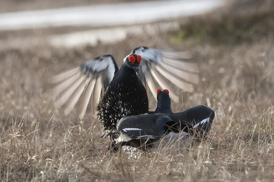 Black grouse lek